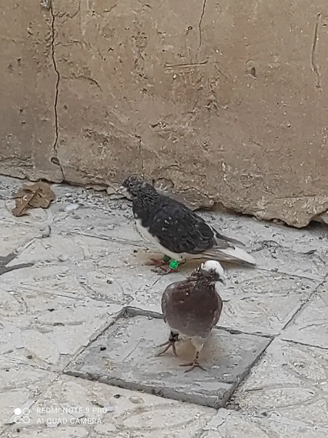 کبوتر|پرنده|سپیدان, |دیوار