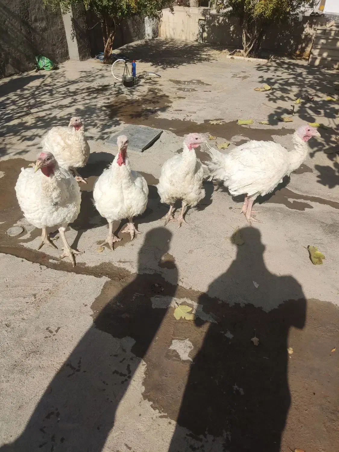 بوقلمون|حیوانات مزرعه|بیستون, |دیوار