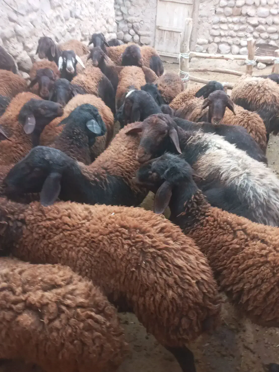 گوسفند نر|حیوانات مزرعه|نظر کهریزی, |دیوار