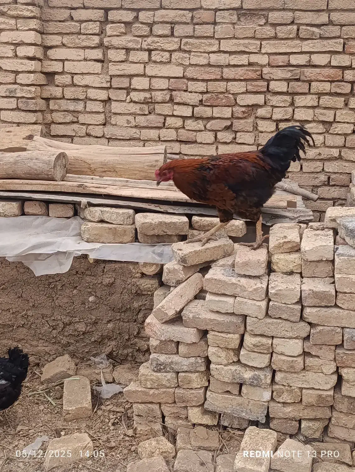 مرغ تخم کن|حیوانات مزرعه|لاران, |دیوار