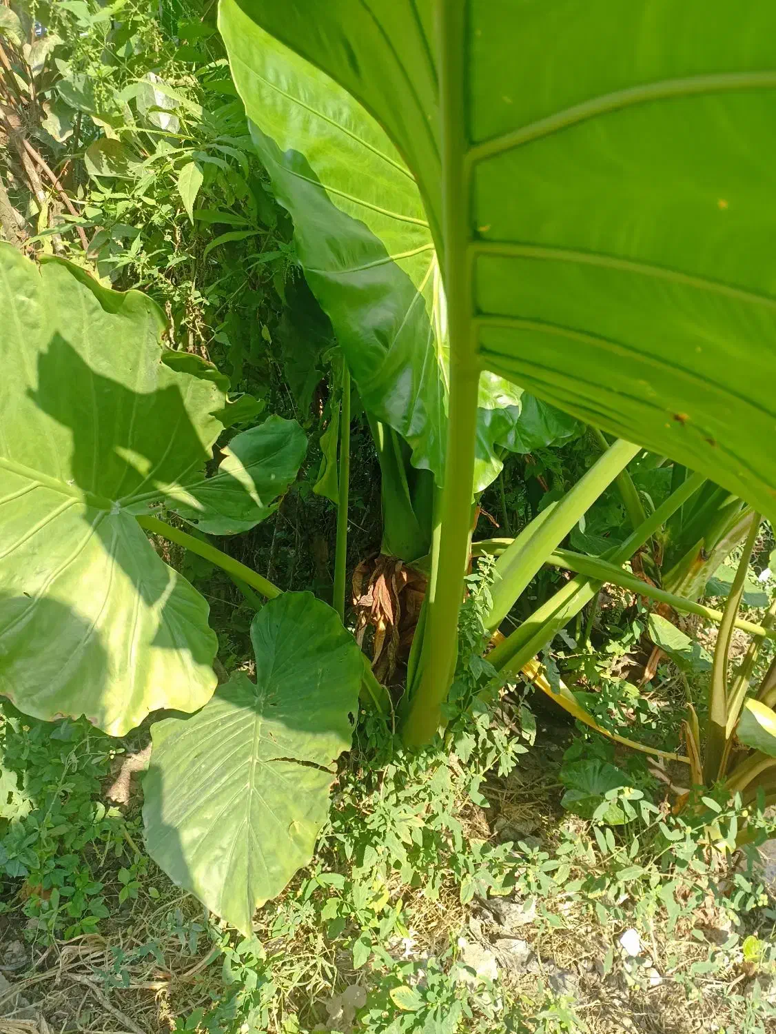 گل بابا ادم جاینت تنه دار|گل و گیاه طبیعی|کتالم و سادات شهر, |دیوار