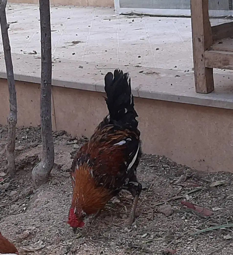 مرغ و خروس گلین|حیوانات مزرعه|کاشان, قطب راوندی|دیوار