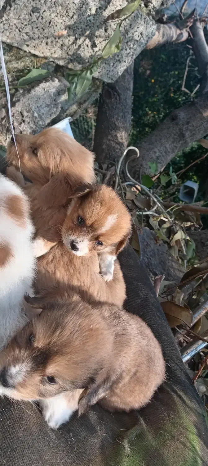 فروش سگ پاکوتاه|سگ|رحیمآباد, |دیوار