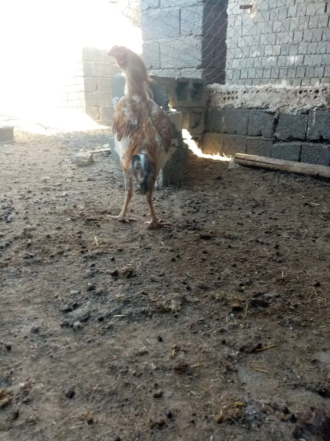 خروس لاری|حیوانات مزرعه|تربت جام, جلگه موسی آباد|دیوار