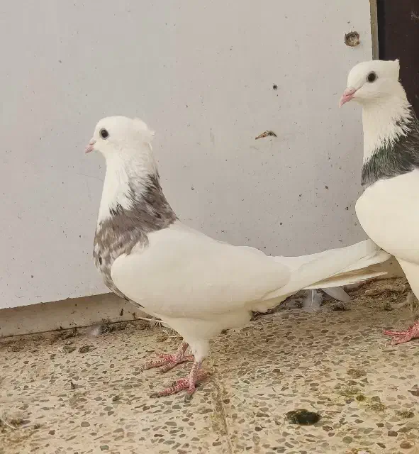 طوقی هفت رنگ شکلاتی،دم سیاه|پرنده|جم, |دیوار