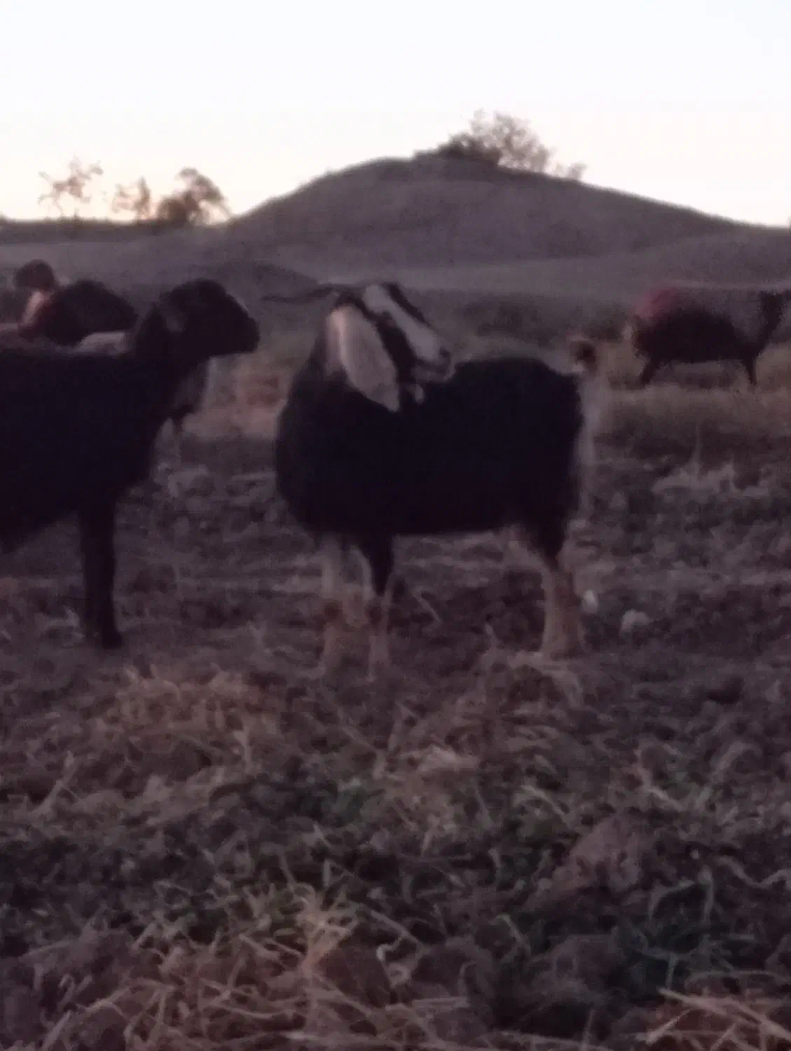 بز جمل|حیوانات مزرعه|تربت جام, میان جام|دیوار