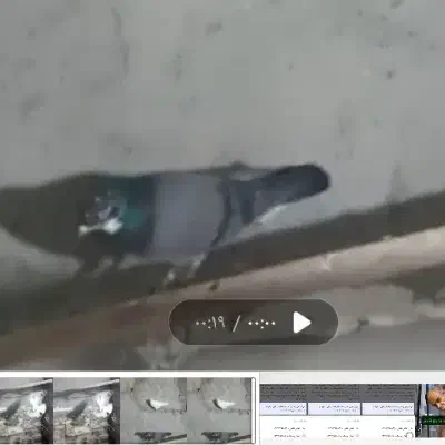 کفتر گم شد|حیوانات|شازند, |دیوار