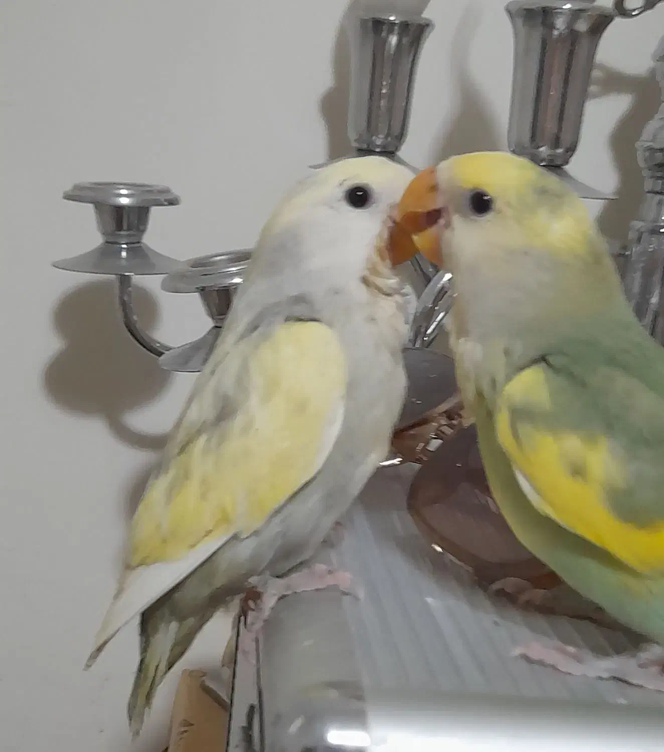 طوطی برزیلی خوشرنگ|پرنده|تهران, باشگاه نفت|دیوار