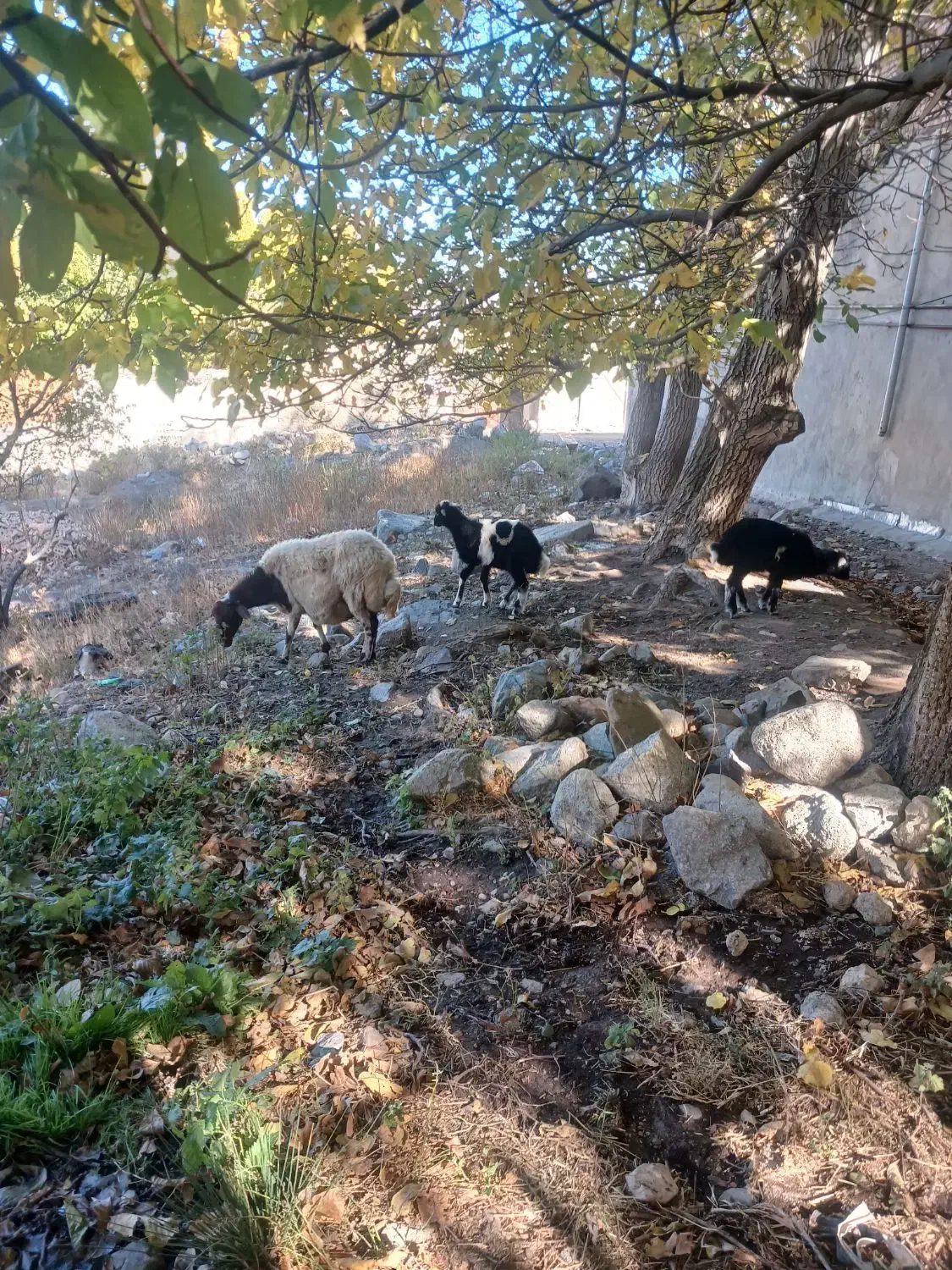 گوسفند بره دار بره هاش جفت نر هستن|حیوانات مزرعه|سراب, |دیوار