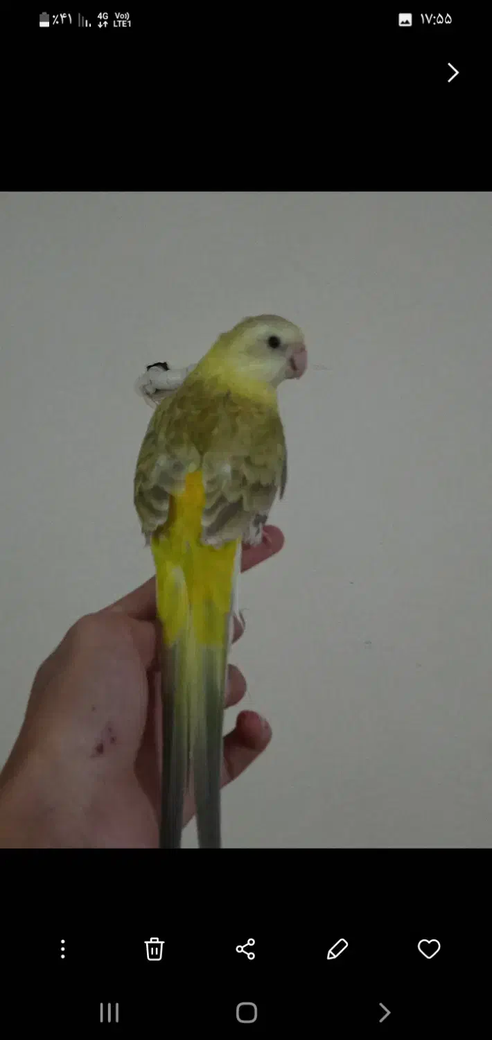 یک عدد طوطی اوازه خوان نر جوان آماده دستی و ...|پرنده|ابهر, |دیوار