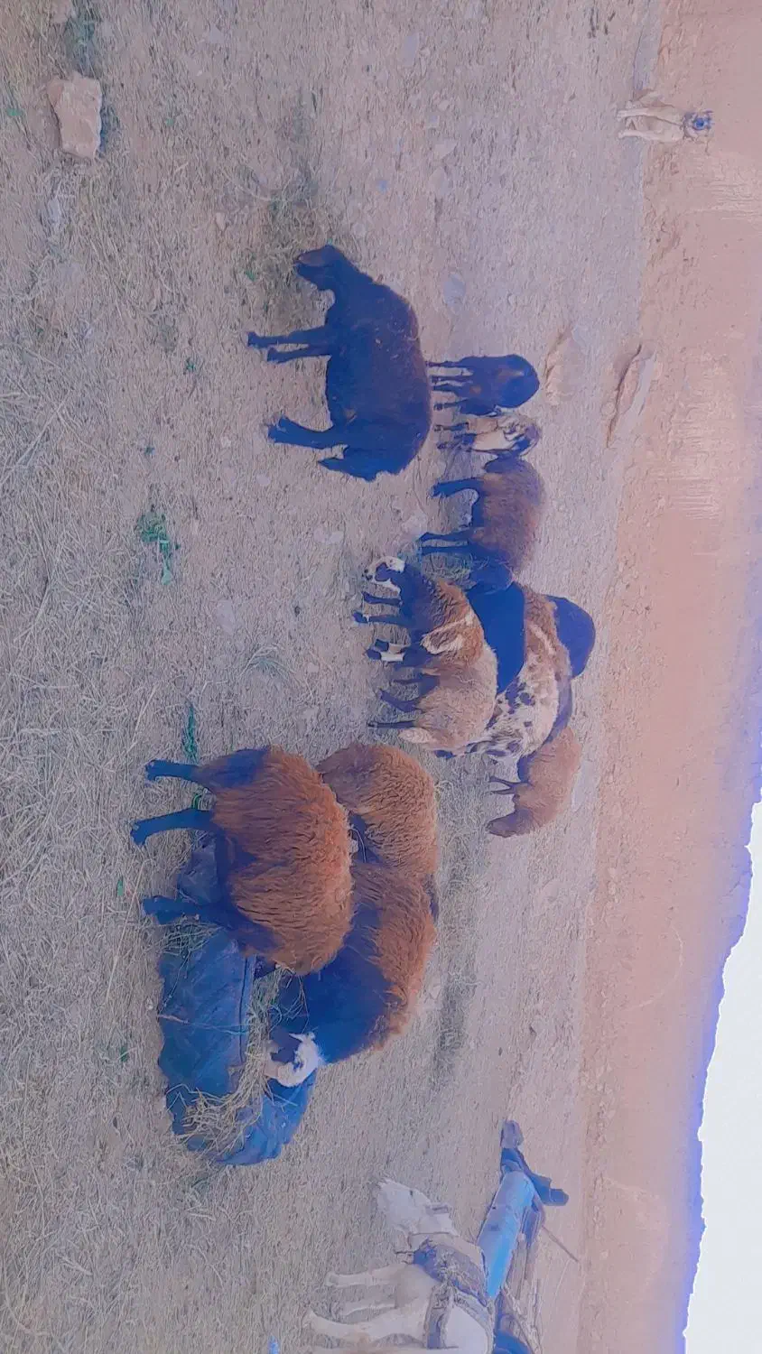 ۸ راس میش آبستن شیره دار وبی شیره|حیوانات مزرعه|تربت‌حیدریه, ابوذر|دیوار