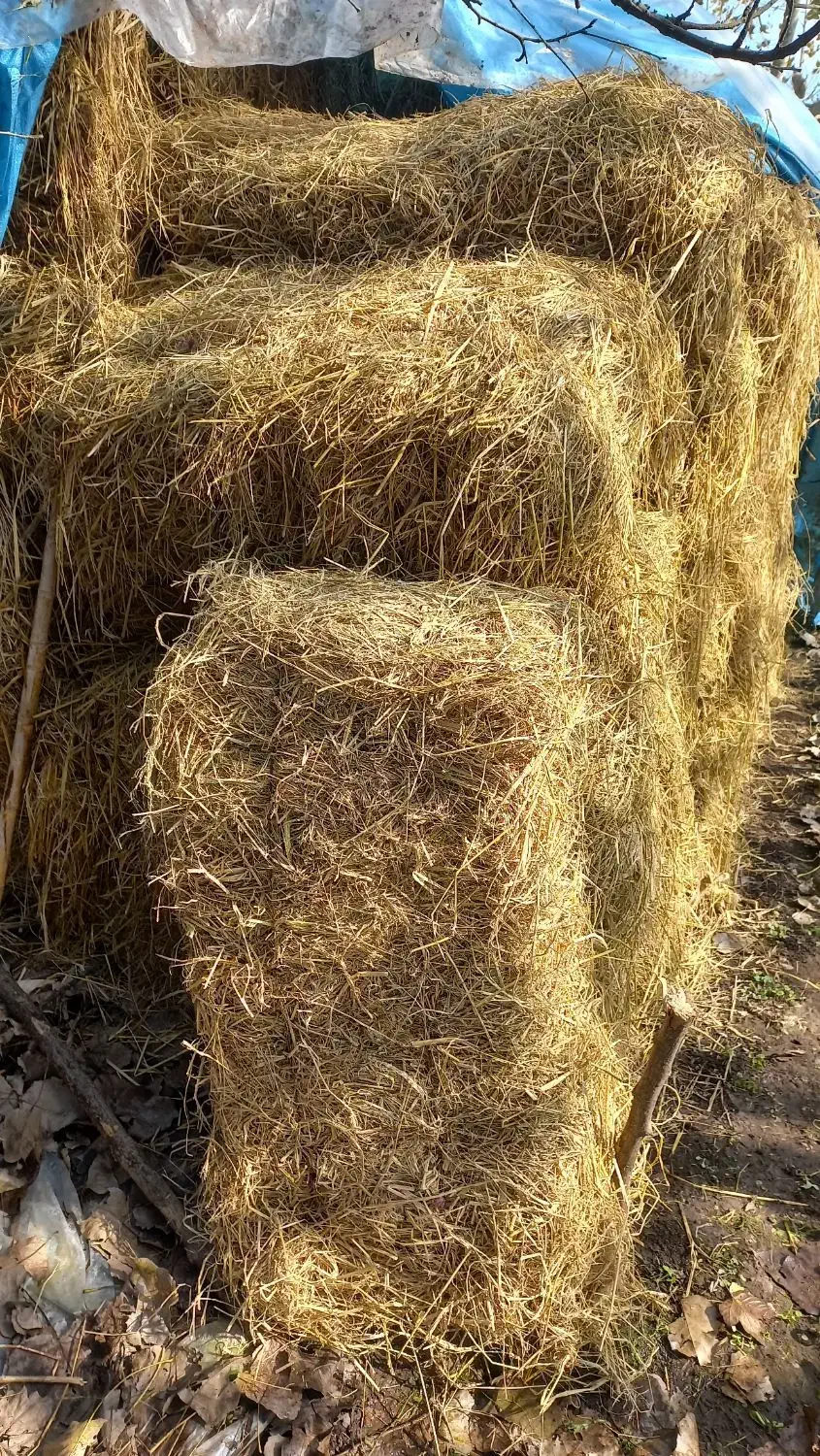 کاه کلش|لوازم جانبی حیوانات|لاهیجان, کوی آزادگان|دیوار