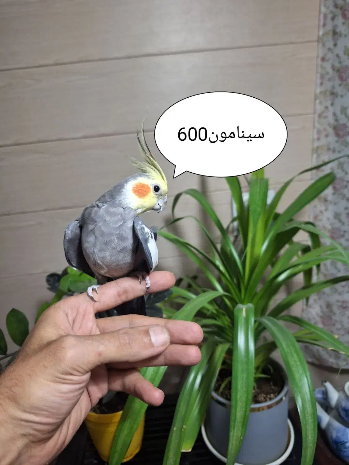 عروس هلندی و گرینچیک|پرنده|اندیشه, اندیشه فاز ۱|دیوار