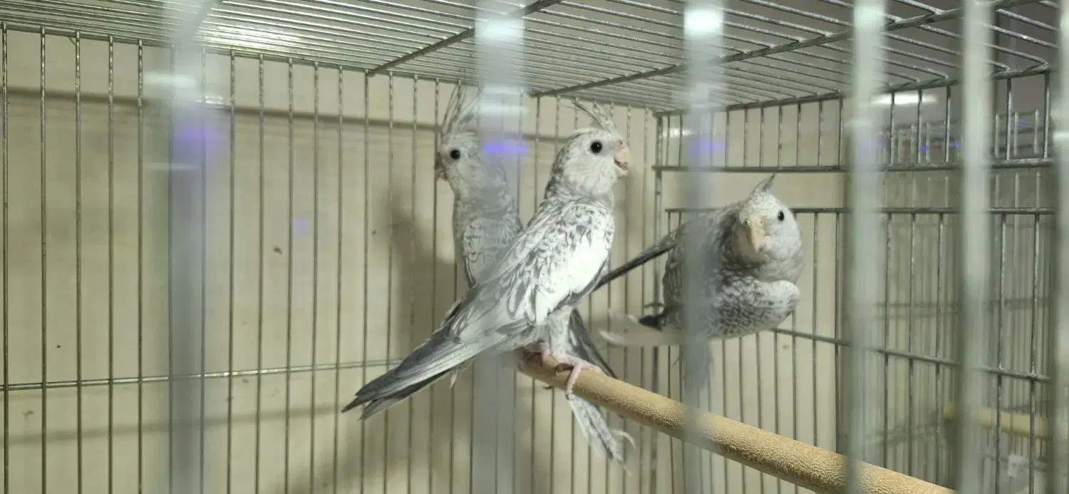 جوجه عروس، بالغ، گرینچیک مولد، لونه|پرنده|بابا حیدر, |دیوار