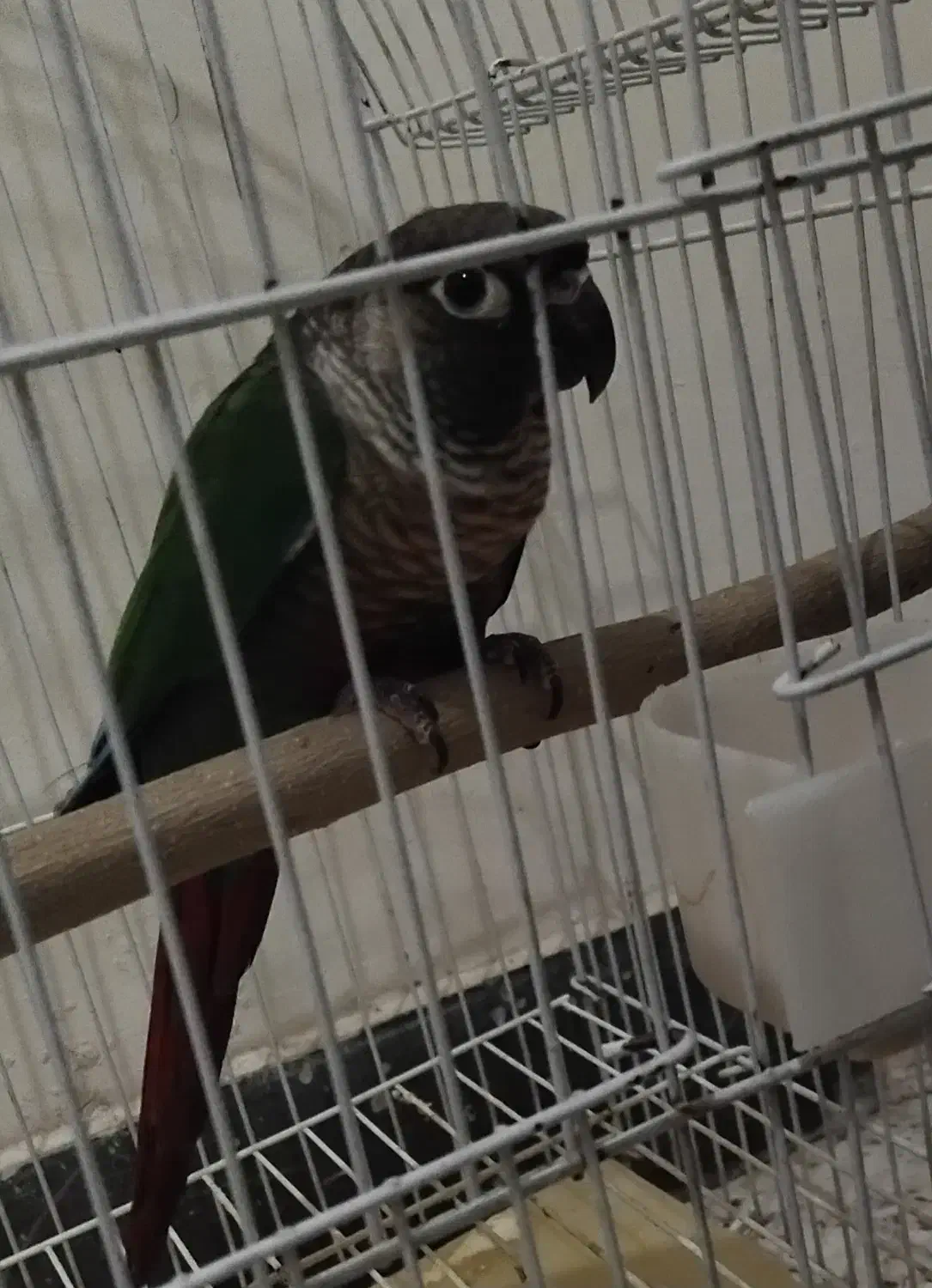 گرینچیک یلوساید|پرنده|صائین قلعه, |دیوار