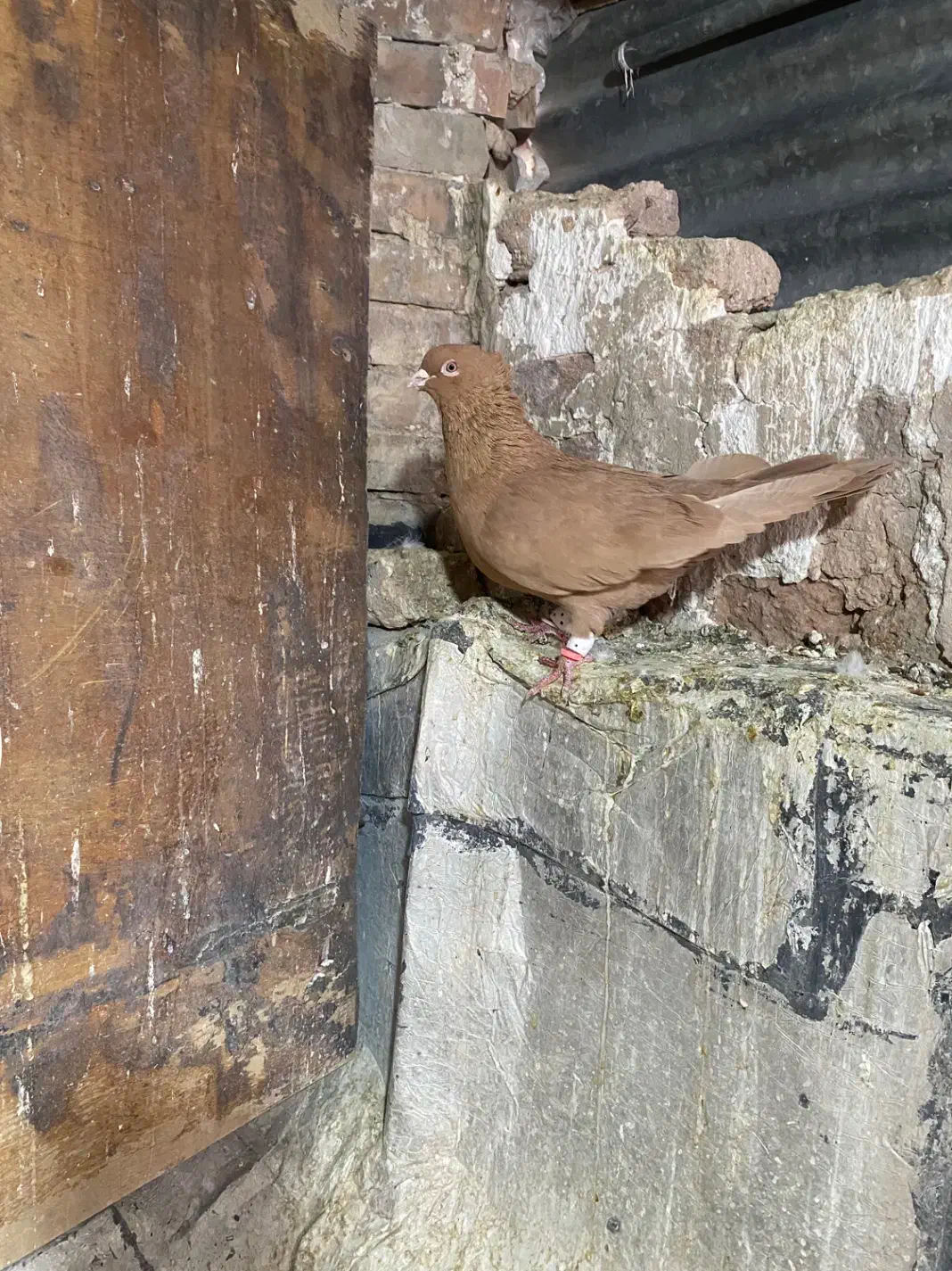 سرخ دم سفید و زرد کاکل|پرنده|شیراز, سیاه سنگ|دیوار