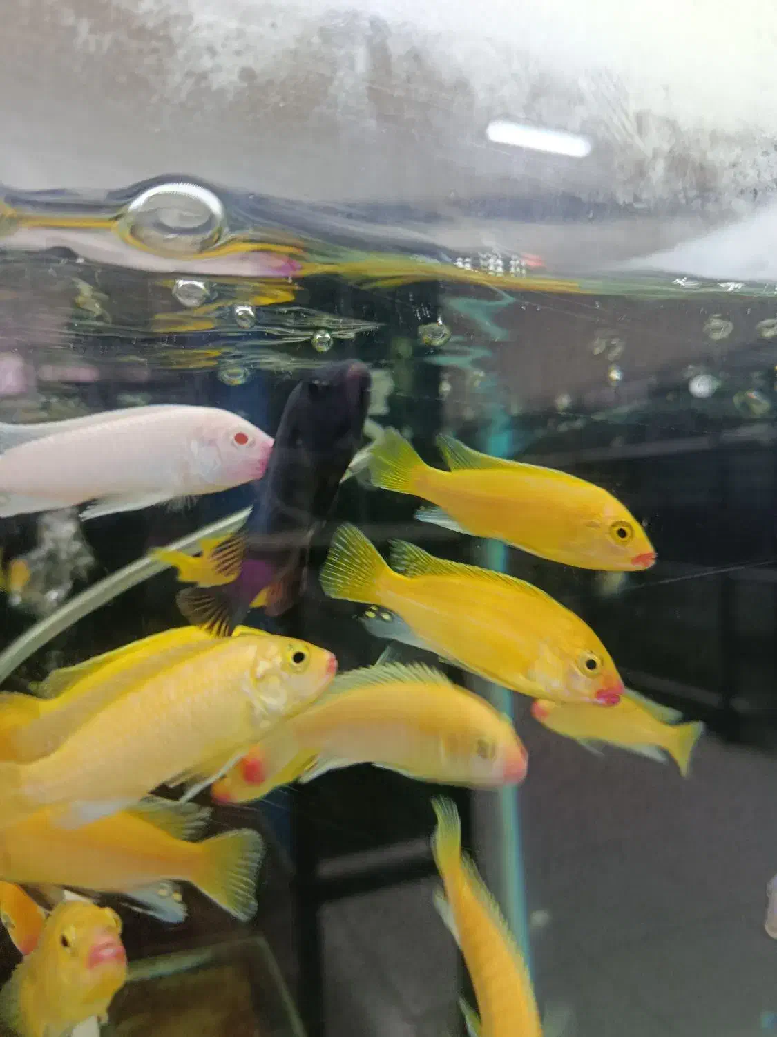 بیش از ۱۳۰ نژاد ماهی اکواریومی در نیشابور|ماهی|نیشابور, دارایی|دیوار