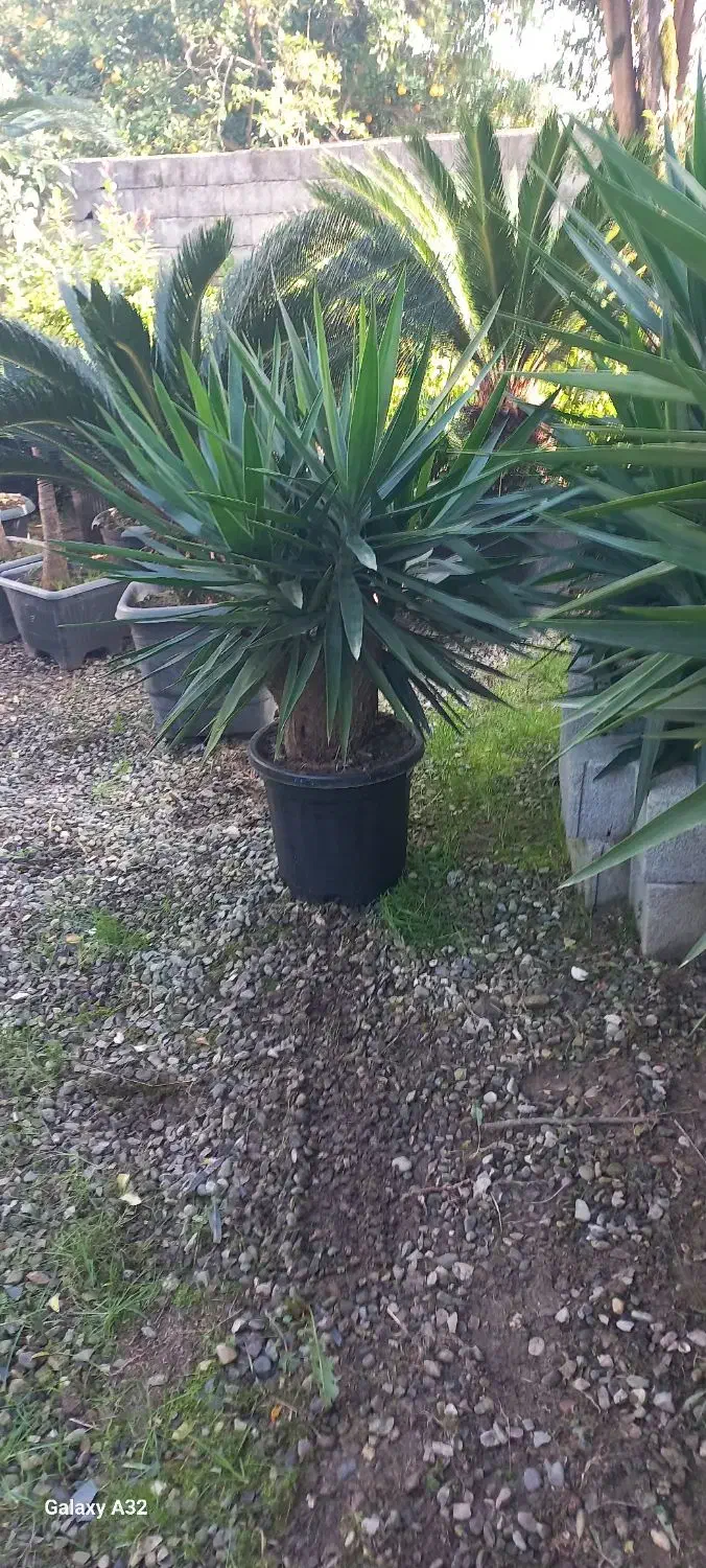 یوکا بنسای گلدون گرد سایز ۵۶ریشه دار|گل و گیاه طبیعی|نشتارود, |دیوار