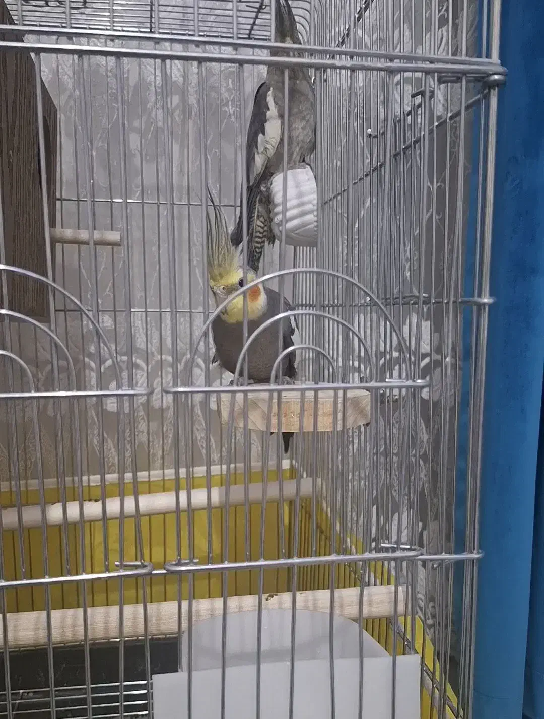 طوطی عروس|پرنده|الوند, |دیوار