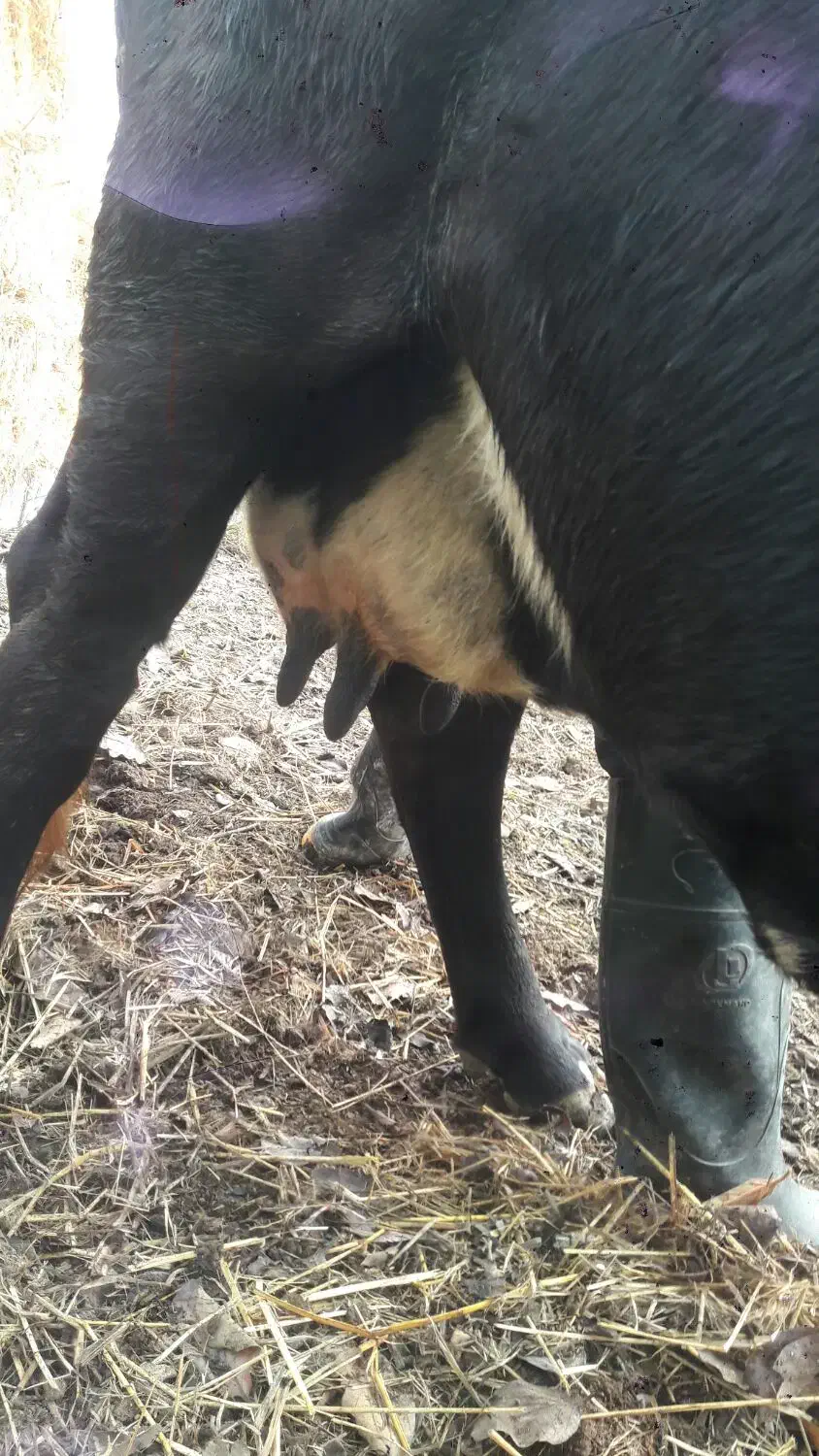 گاو شیری حامله با گوساله|حیوانات مزرعه|شاندرمن, |دیوار