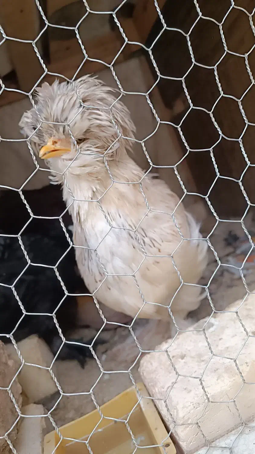 دو عدد نیمچه سلطان|حیوانات مزرعه|مبارکه, |دیوار