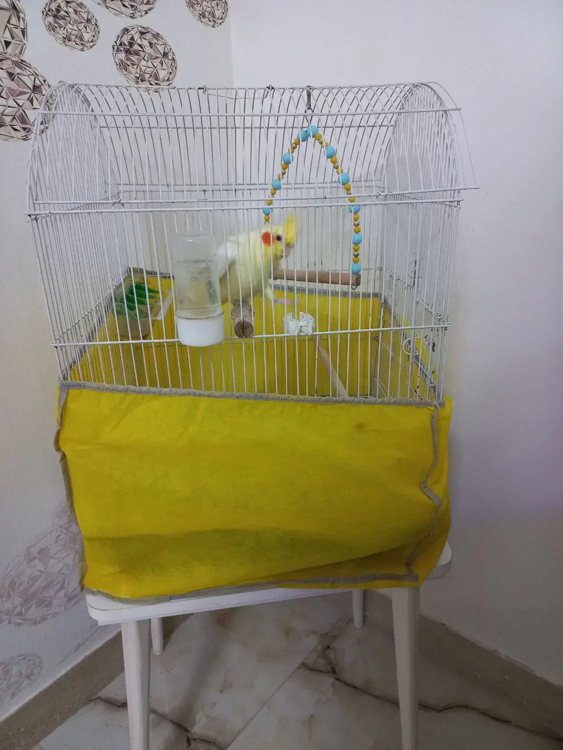 عروس هلندی|پرنده|ماسال, |دیوار