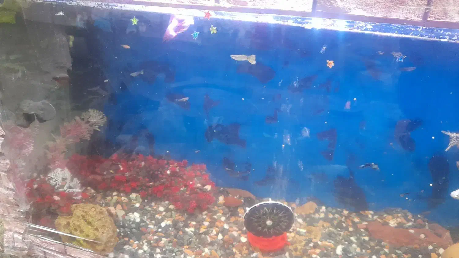 فروش بچه ماهی گوپی و مولی|ماهی|اهواز, بیست متری شهرداری|دیوار