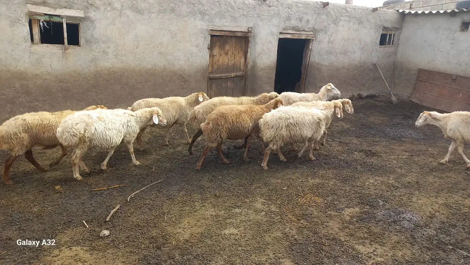 گوسفند  در دام|حیوانات مزرعه|قشلاق دشت, |دیوار