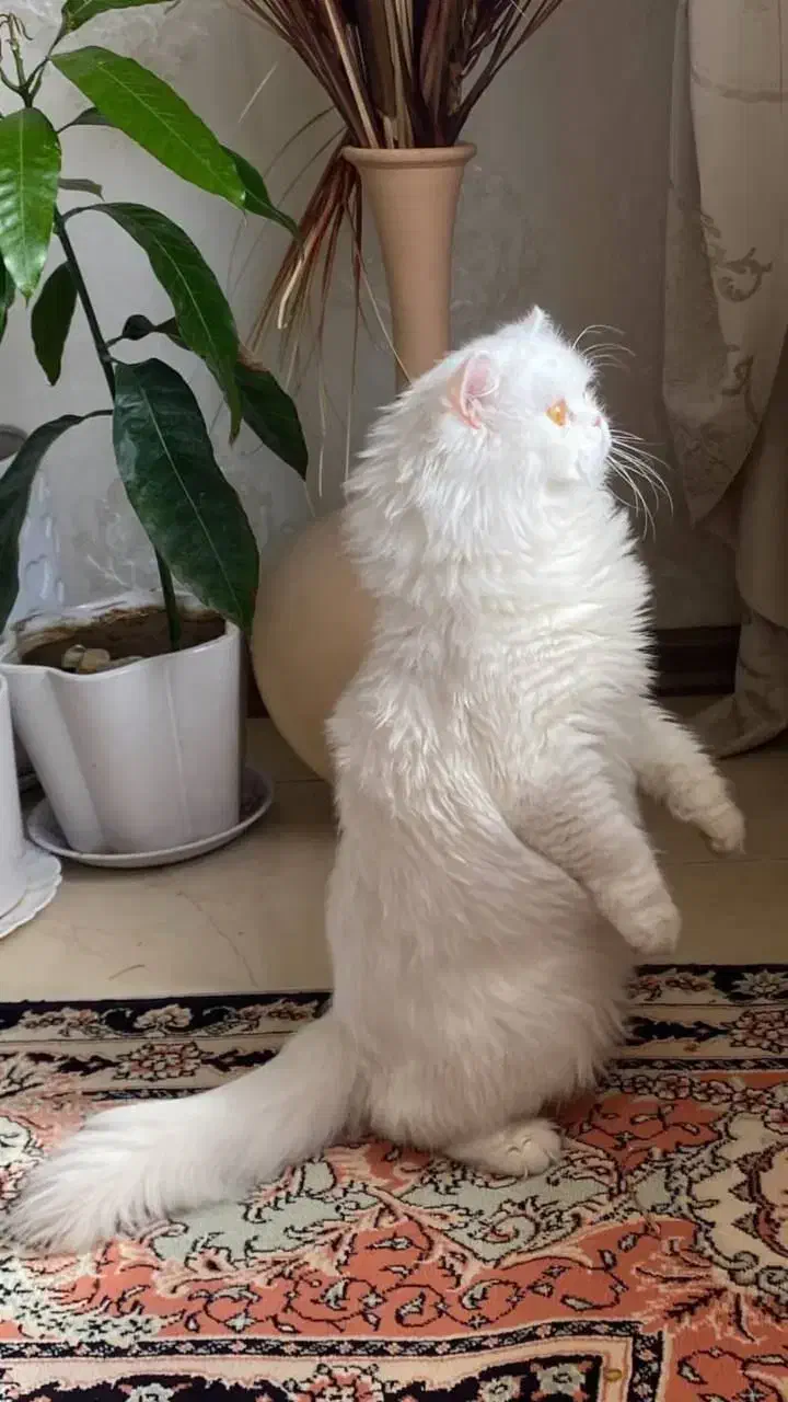 گربه پرشین|گربه|مهاباد (آذربایجان غربی), |دیوار