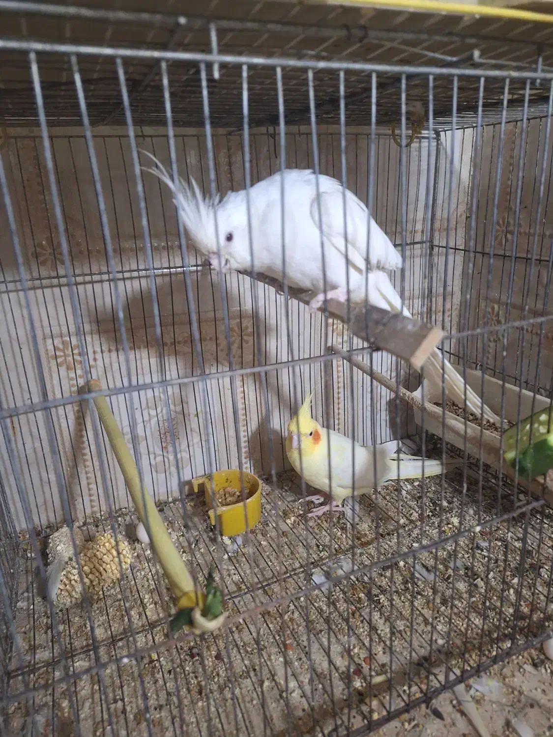 عروس هلندی|پرنده|اهواز, کیانپارس |دیوار