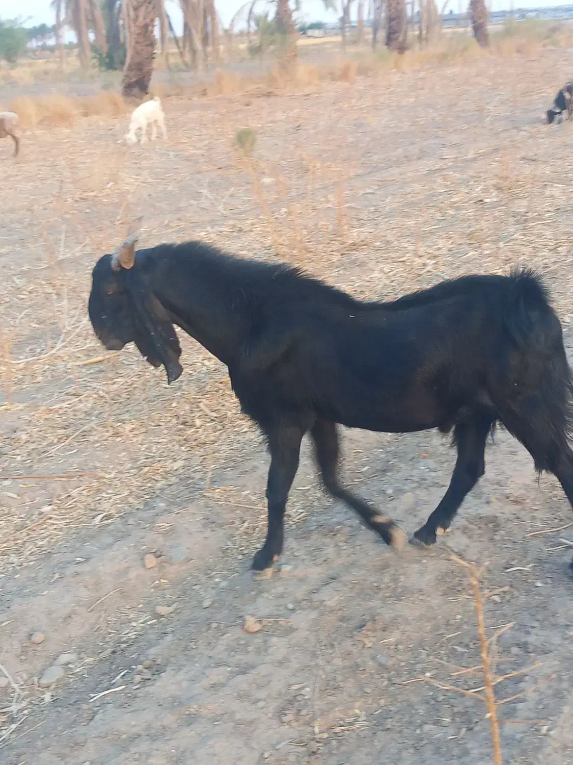 گوسفند نری|حیوانات مزرعه|جیرفت, |دیوار