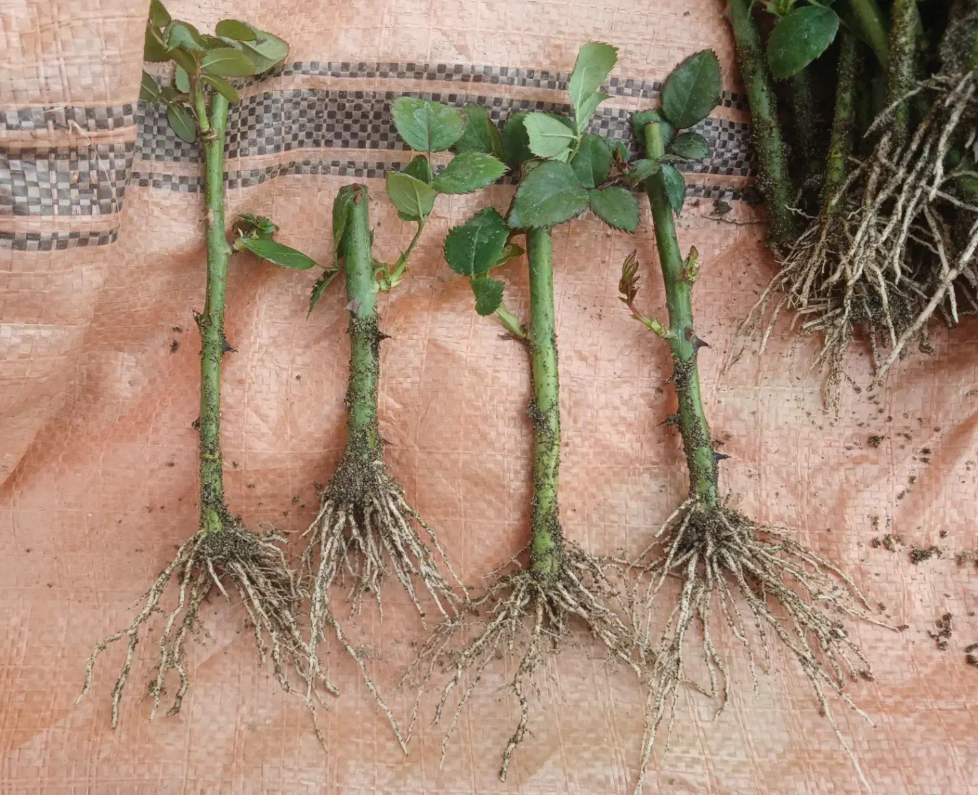 قلم رز سامورایی|گل و گیاه طبیعی|محلات, |دیوار