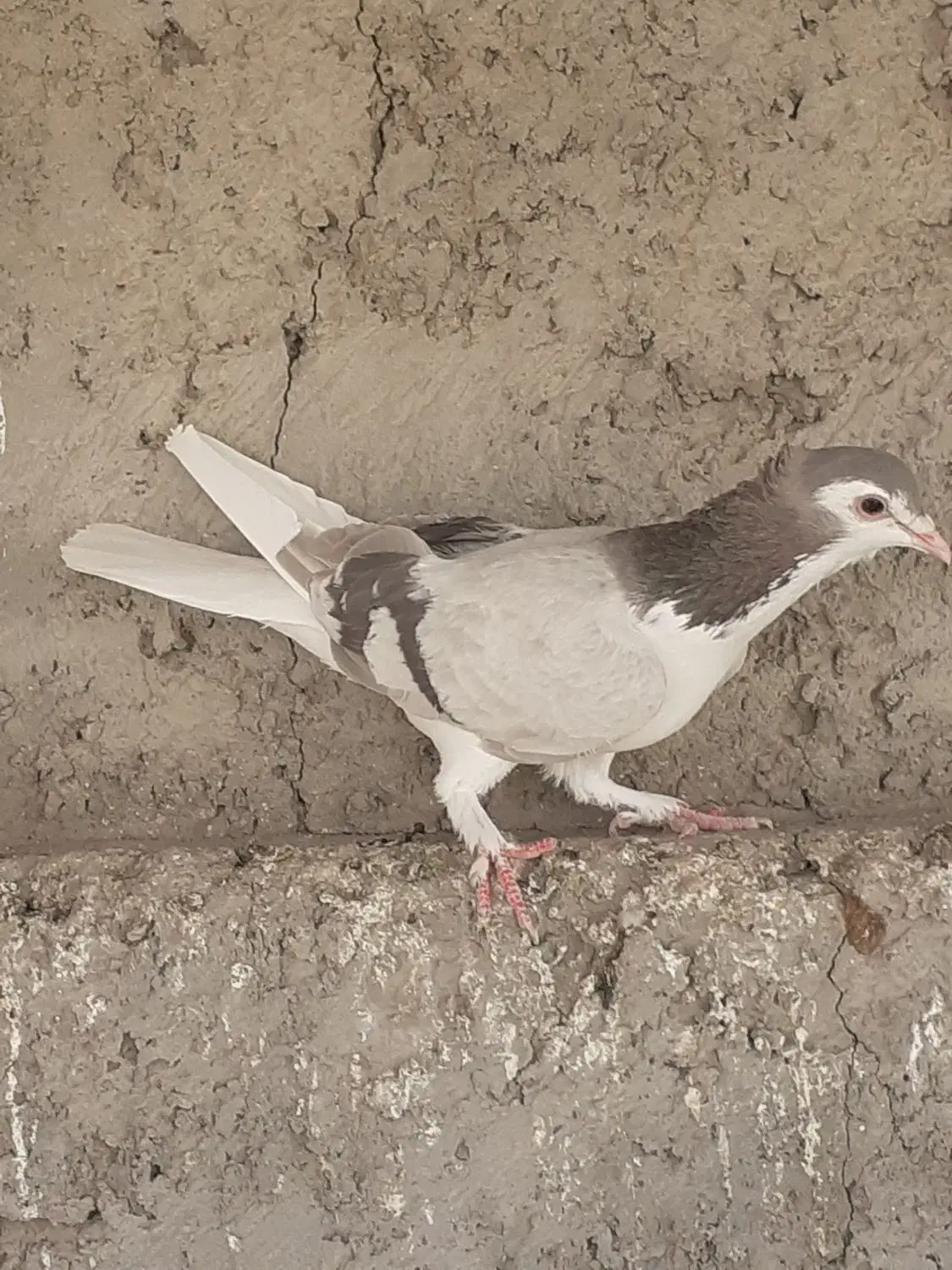 دمگیر|پرنده|خمینی‌شهر, |دیوار