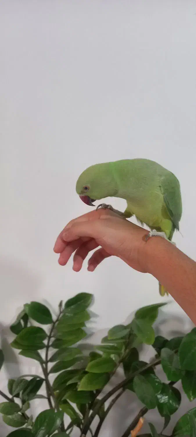 پرنده ملنگو و عروس هلندی|پرنده|رودبار, |دیوار