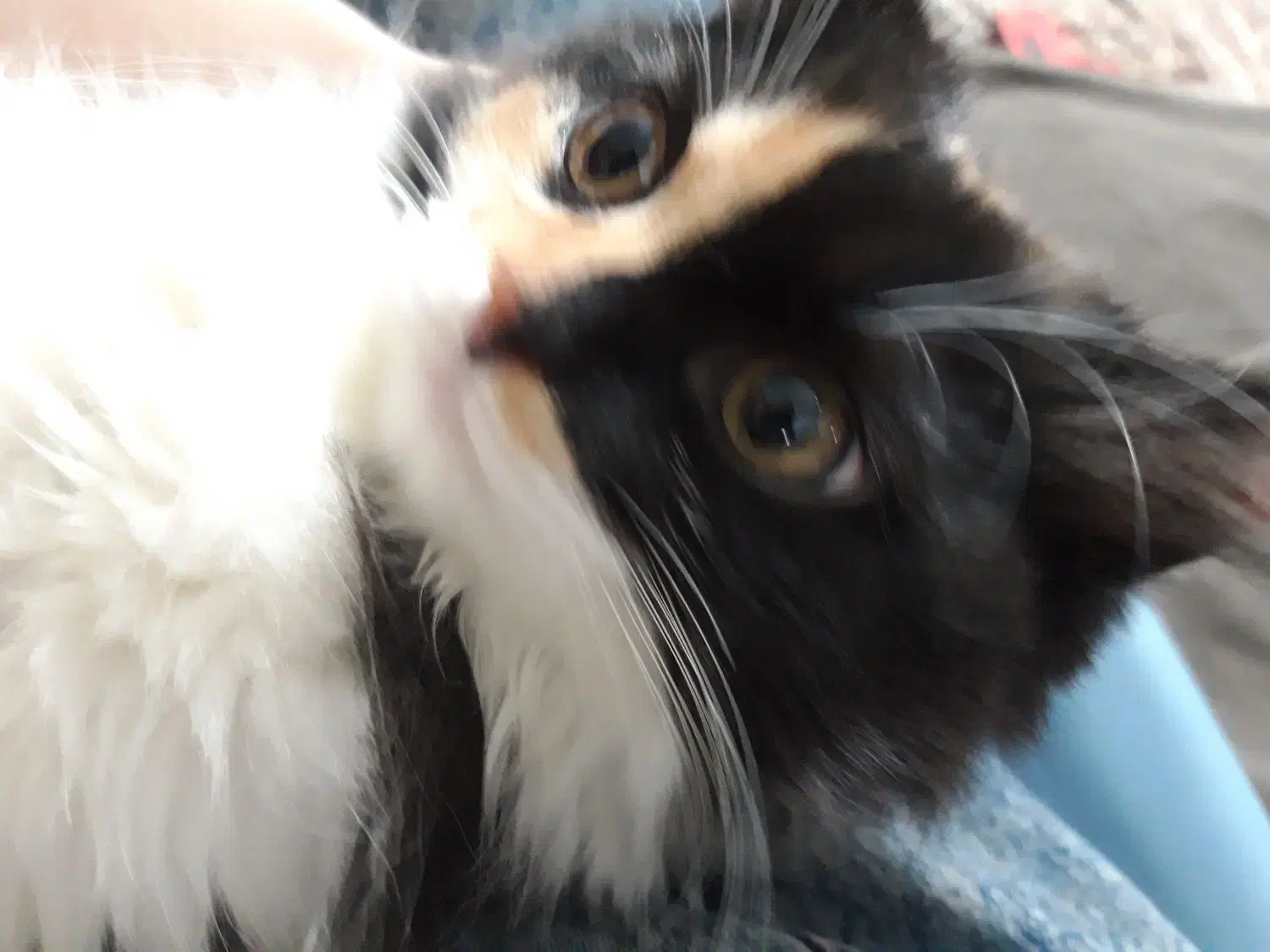 ۱میلیون ۱۰۰ همراه وسیله|گربه|گرگان, |دیوار