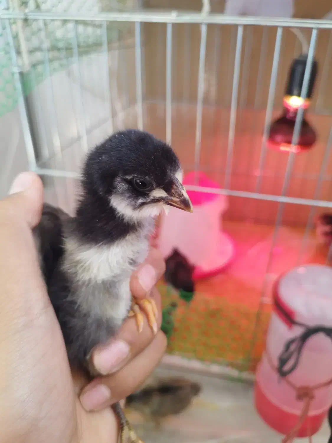 حراج جوجه گلین عشایری زیر مرغی سینه سوزنی 24روزه|حیوانات مزرعه|بومهن, |دیوار