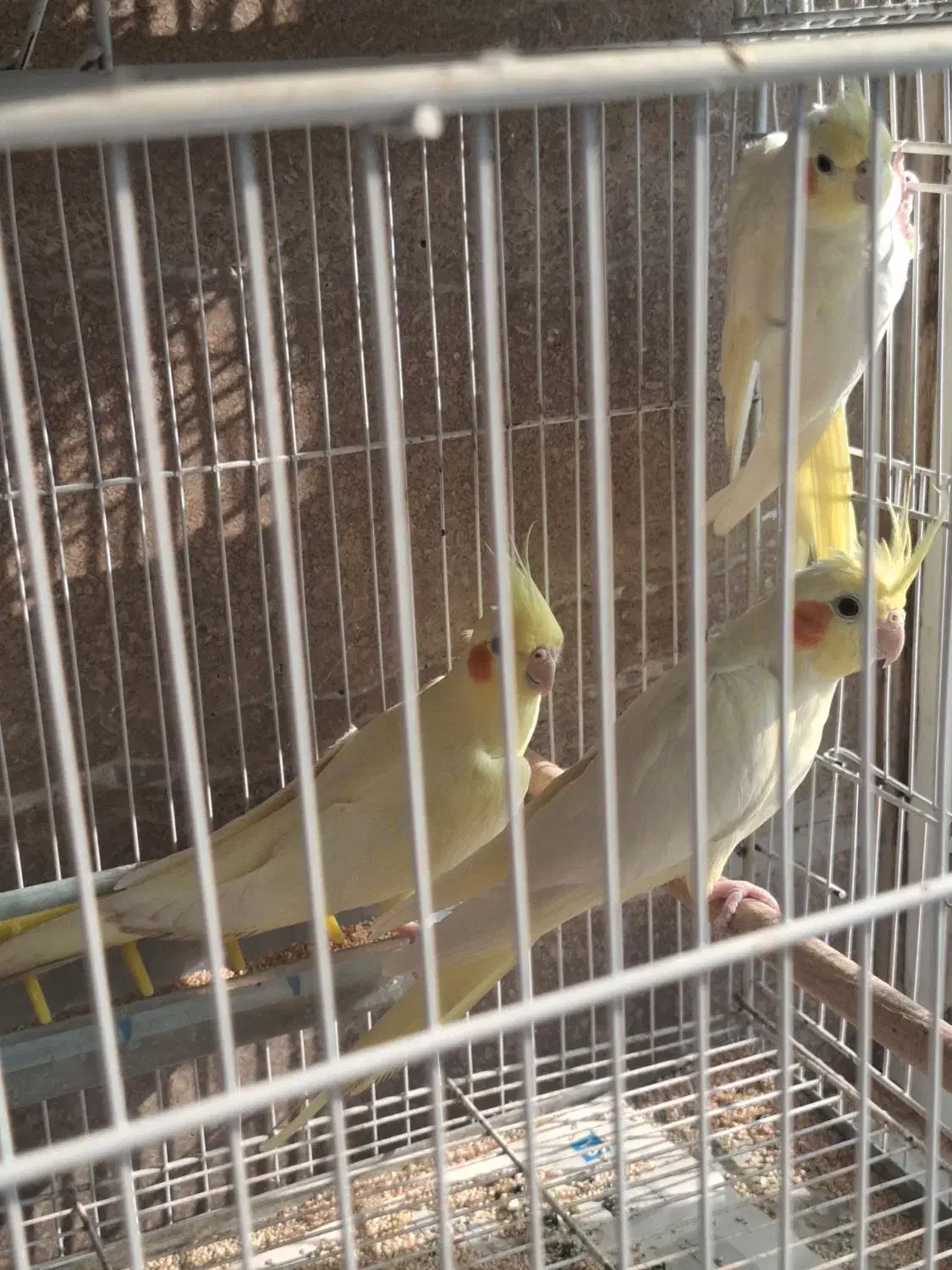 طوطی عروس لوتینو ماده بالغ|پرنده|بابل, |دیوار