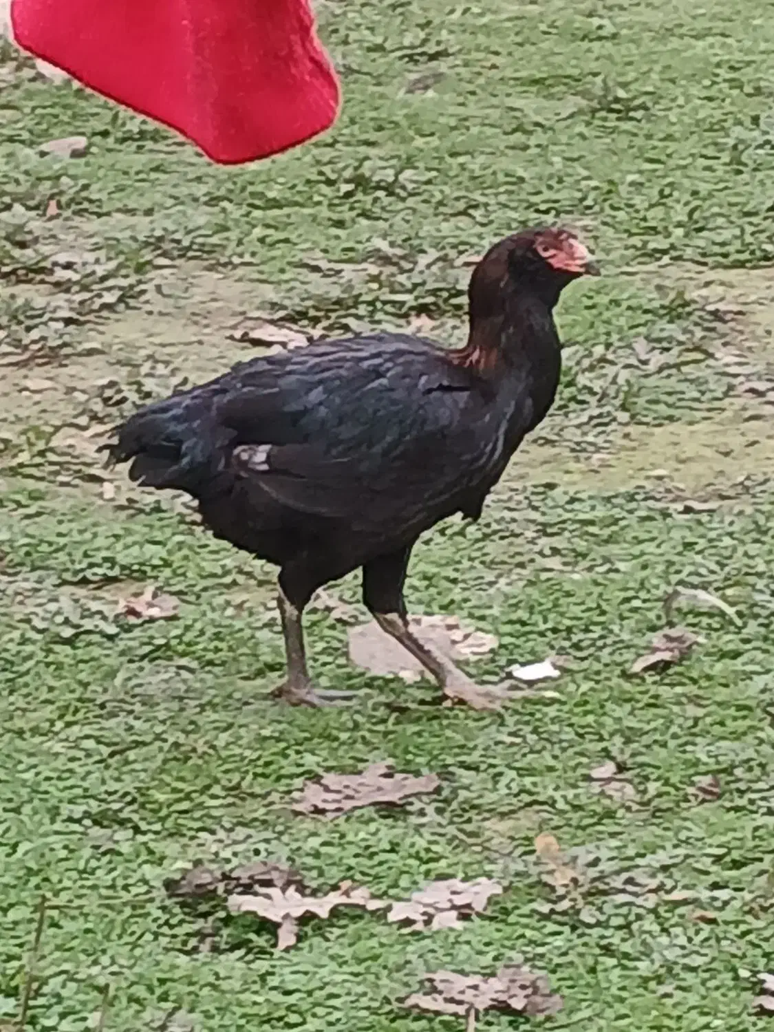 مرغ لاری|حیوانات مزرعه|رضوانشهر, |دیوار