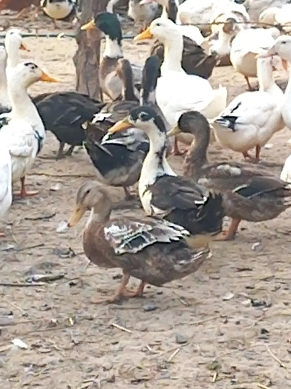 معاوضه غاز واردک با مرغ تخم گذار|حیوانات مزرعه|سنگر, |دیوار