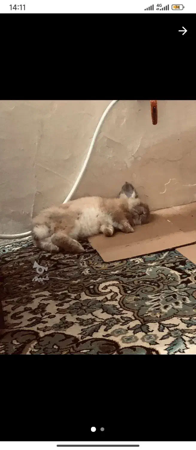 خرگوش|موش و خرگوش|آمل, |دیوار