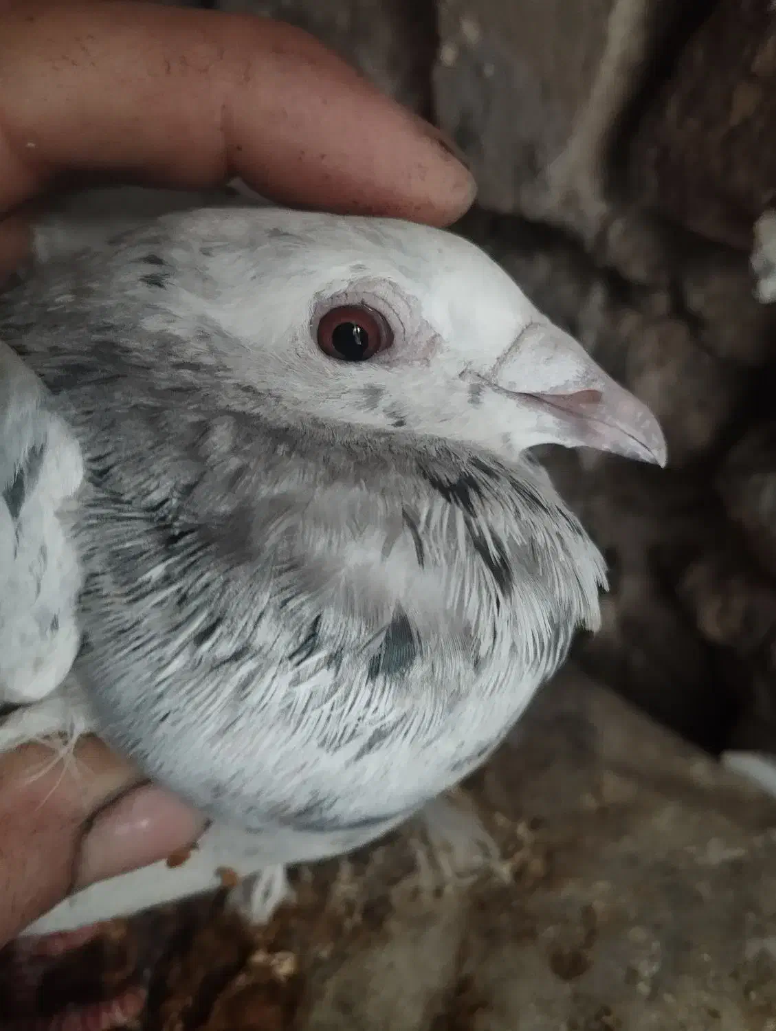 کبوتر ماده سار....|پرنده|بیرجند, |دیوار