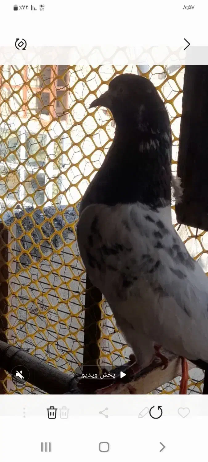 کبوتر پاکستانی  اصیل|پرنده|اردل, |دیوار