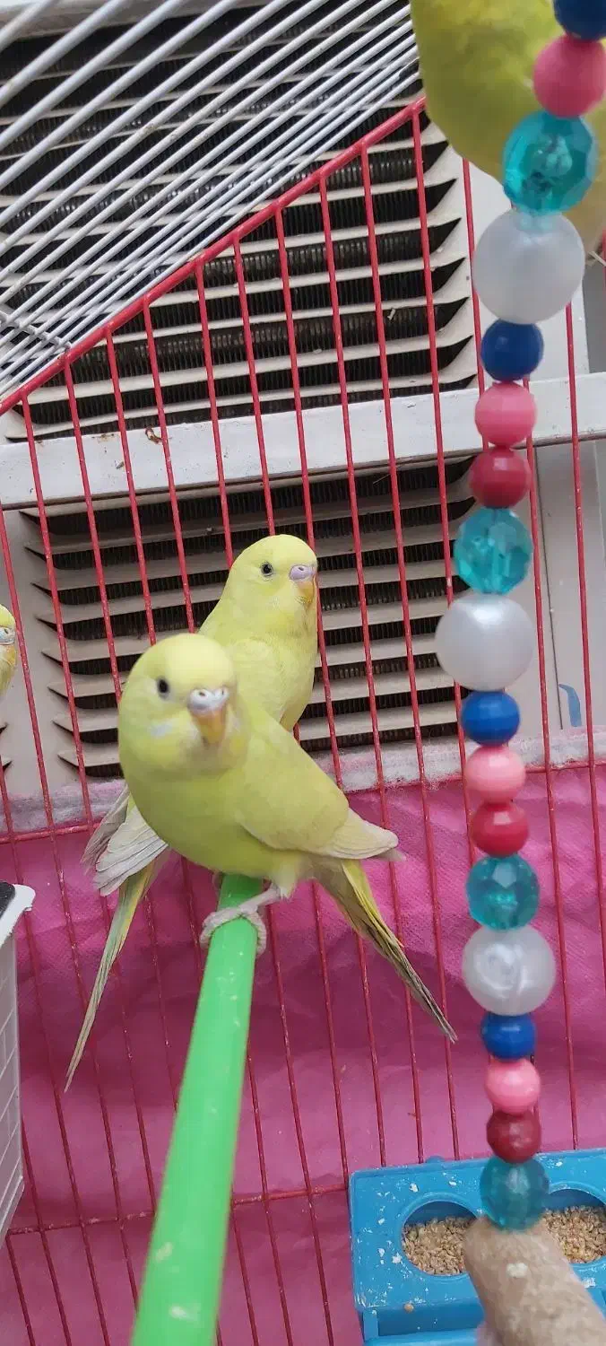 مرغ عشق ۲۰۰|پرنده|شوش, |دیوار