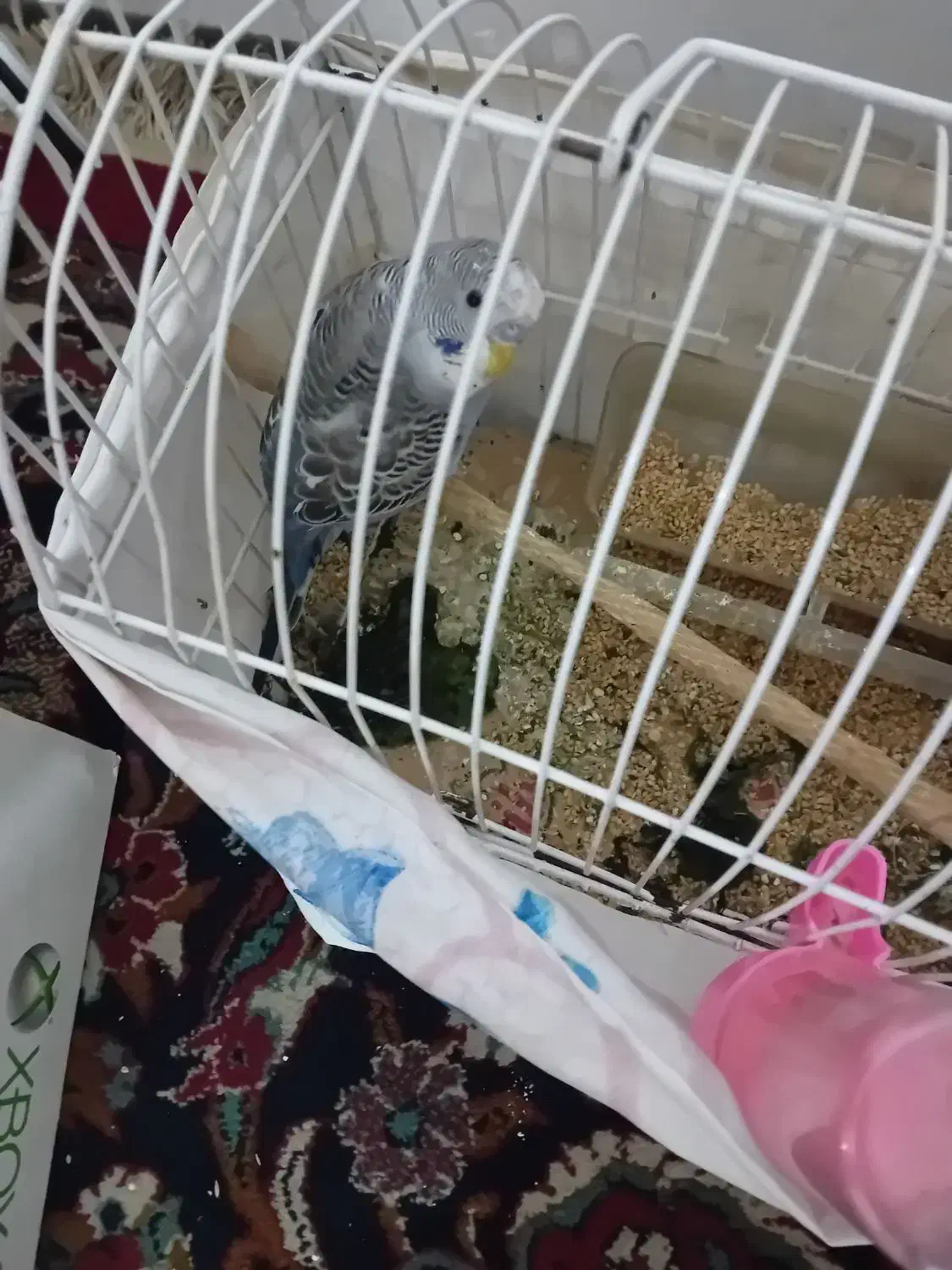 پرنده|پرنده|مشهد, نوده|دیوار