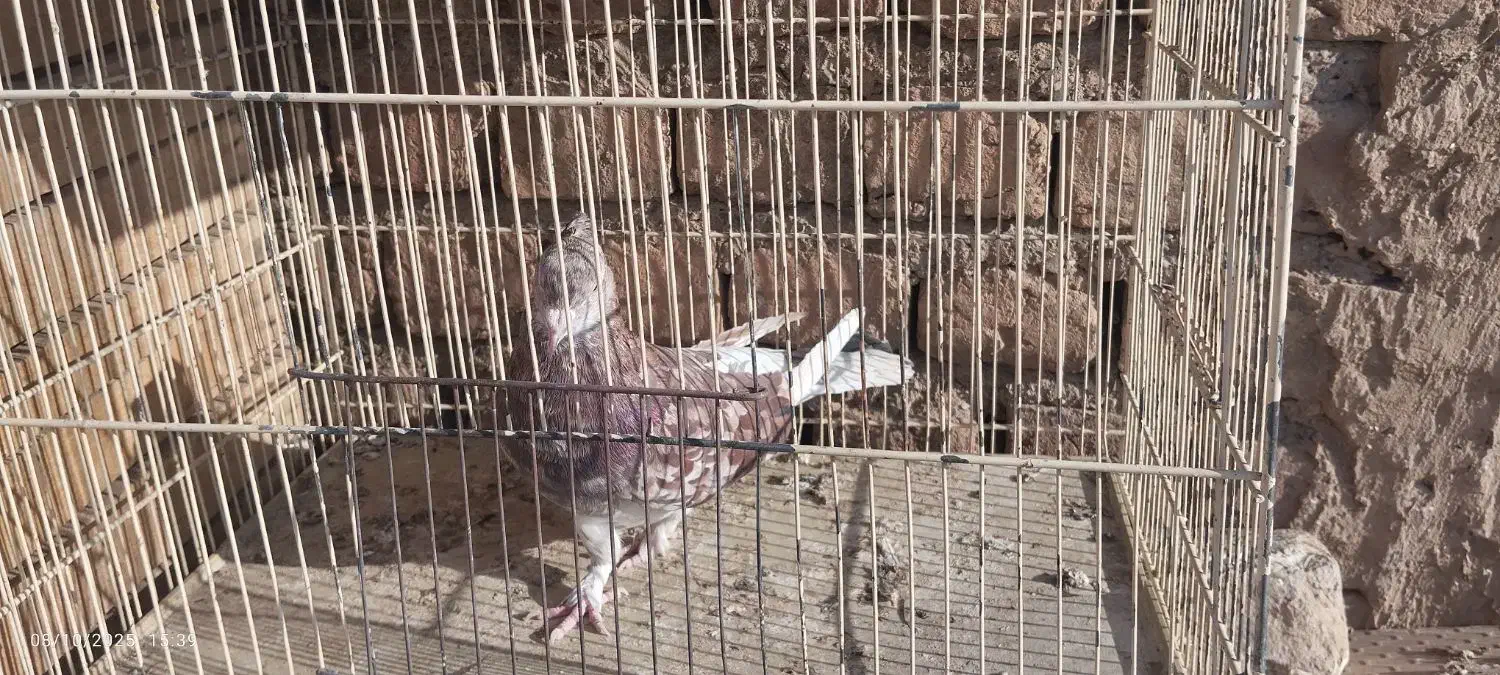 کبوتر|پرنده|قم, آزادگان|دیوار