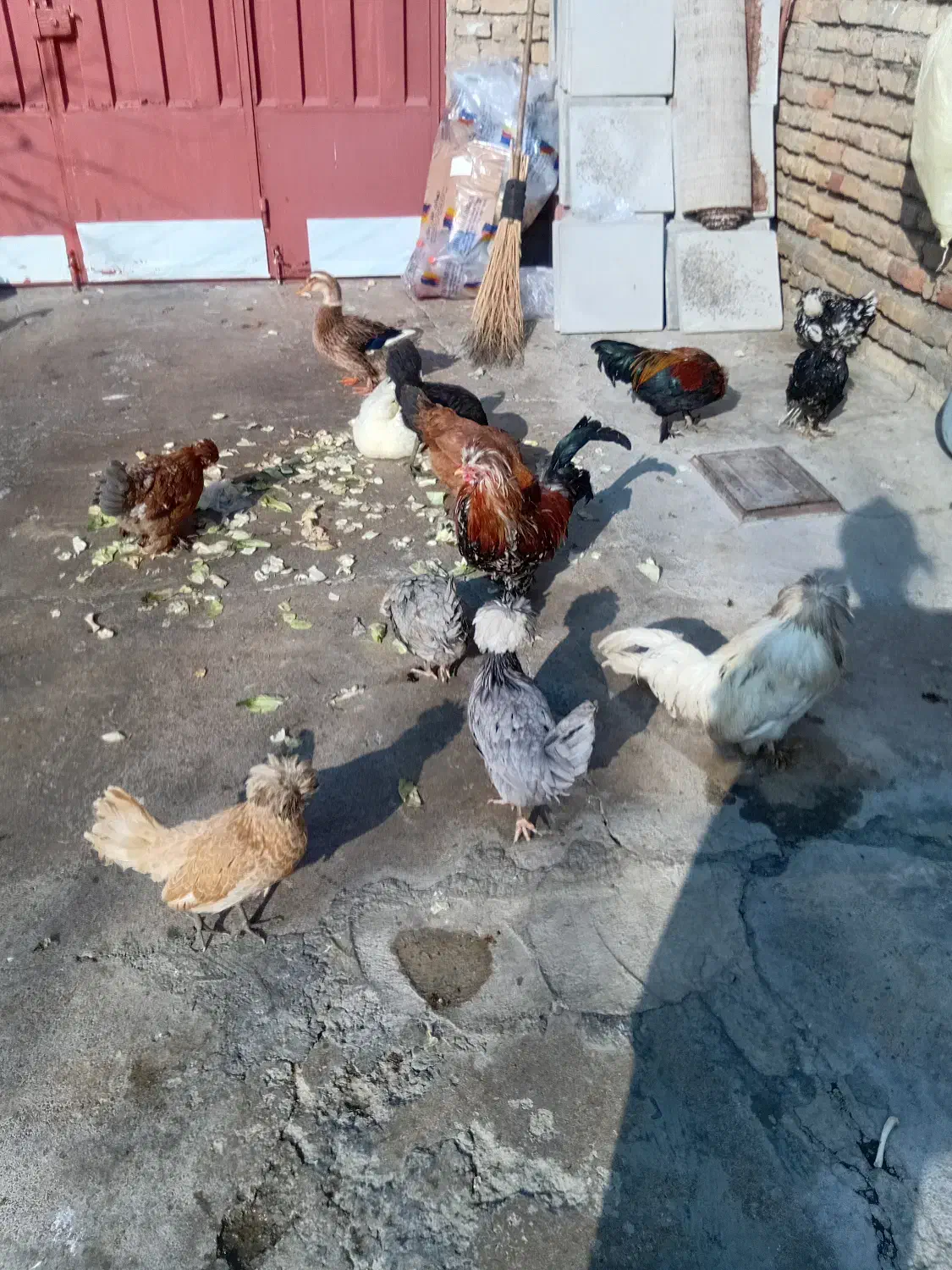 فروش مرغ و خروس|حیوانات مزرعه|ازنا, |دیوار