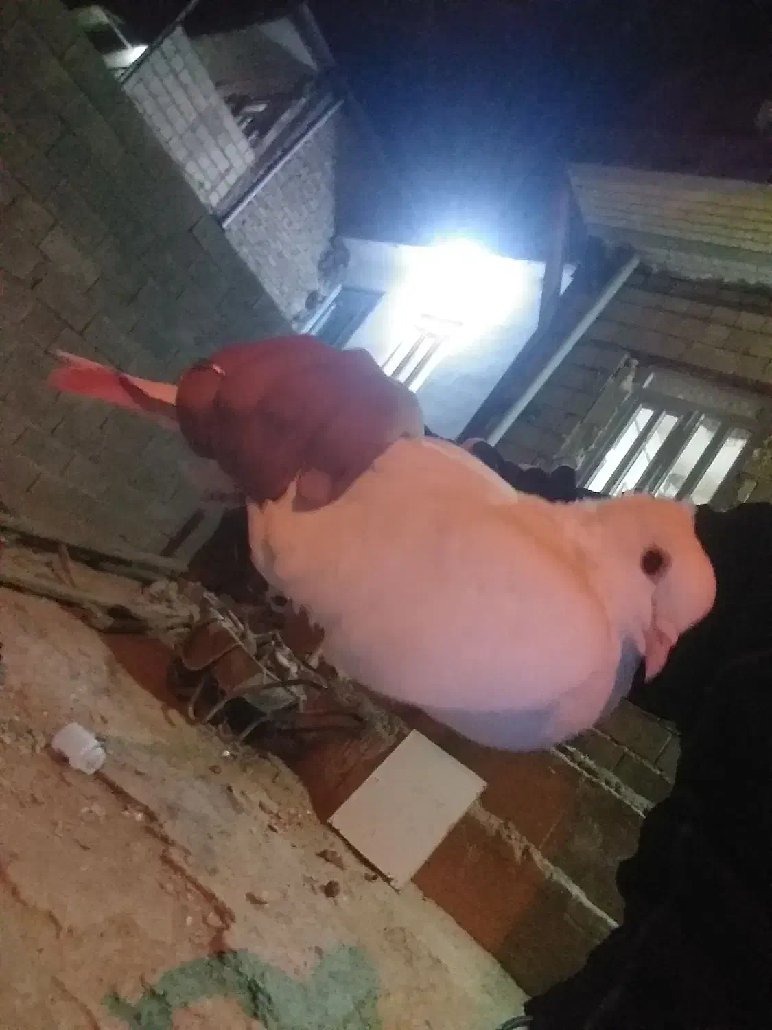 کبوتر|پرنده|نورآباد, |دیوار