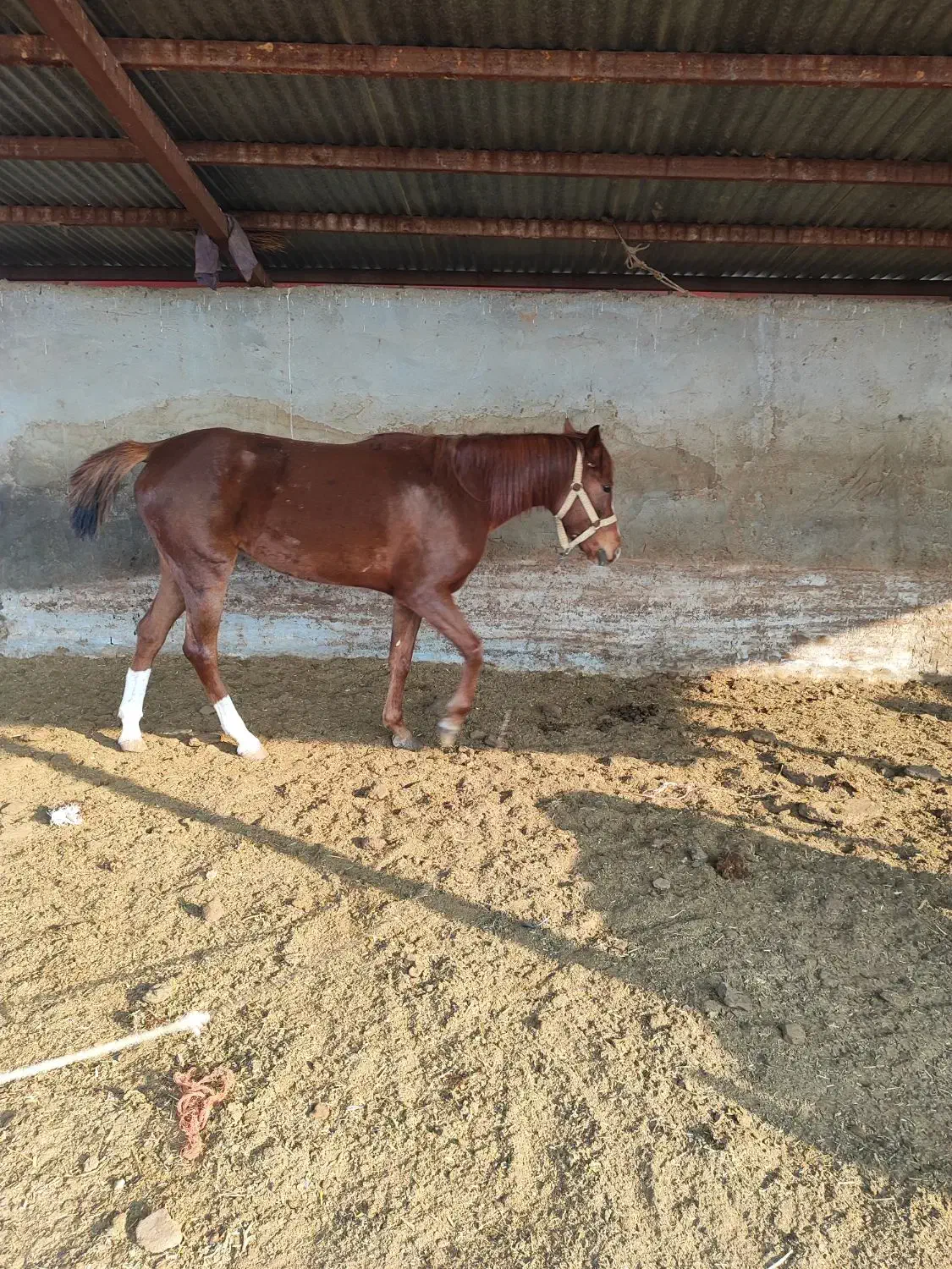 اسب کرد دورگه باعرب|اسب و تجهیزات اسب‌سواری|خسروشاه, |دیوار