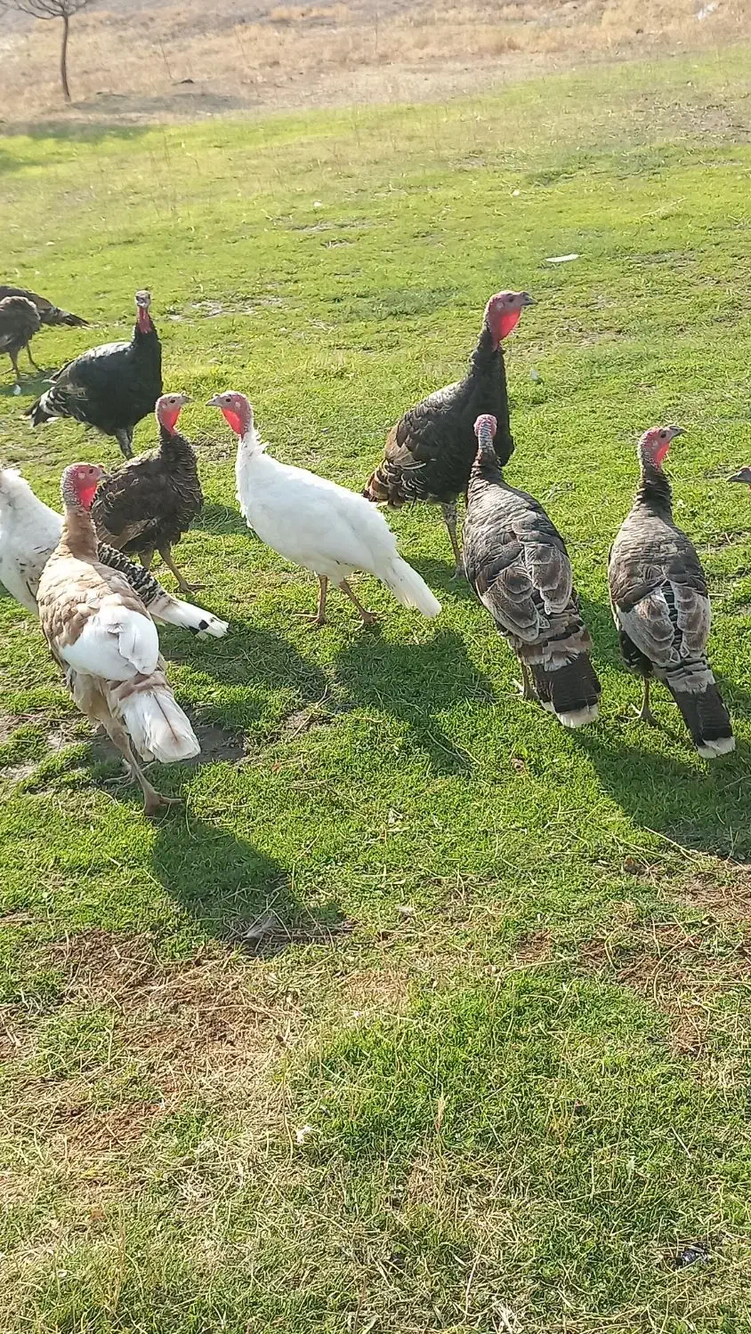 ۱۰ بوقلمون نر|حیوانات مزرعه|قره ضیاالدین, |دیوار