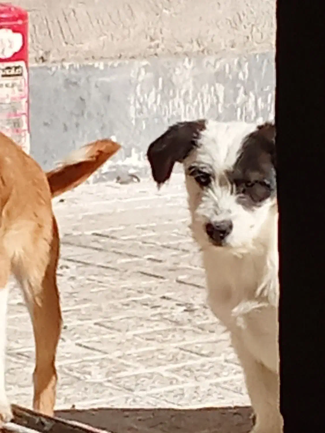 سگ پاکوتاه|سگ|اسلام‌شهر, مطهری|دیوار